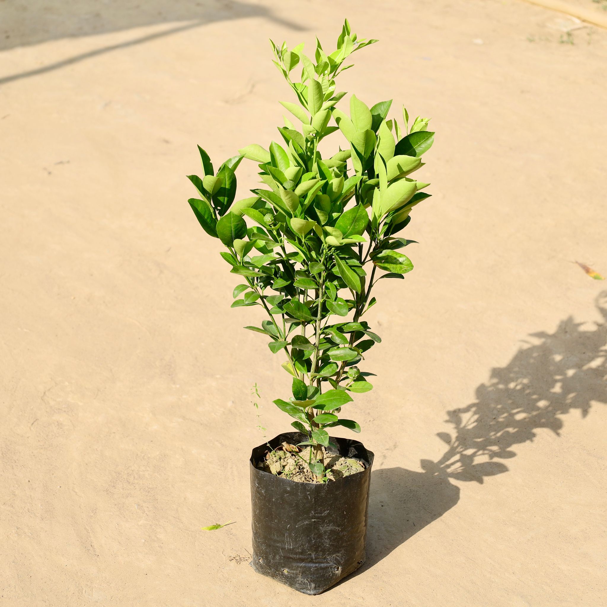 China Orange in 6 Inch Nursery Bag