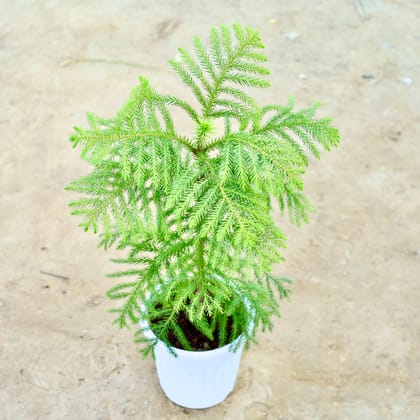 Buy Araucaria / Christmas Tree in 6 Inch Nursery Pot Online | Urvann.com