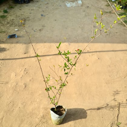 Buy Anar / Pomegranate in 4 Inch Nursery Bag Online | Urvann.com