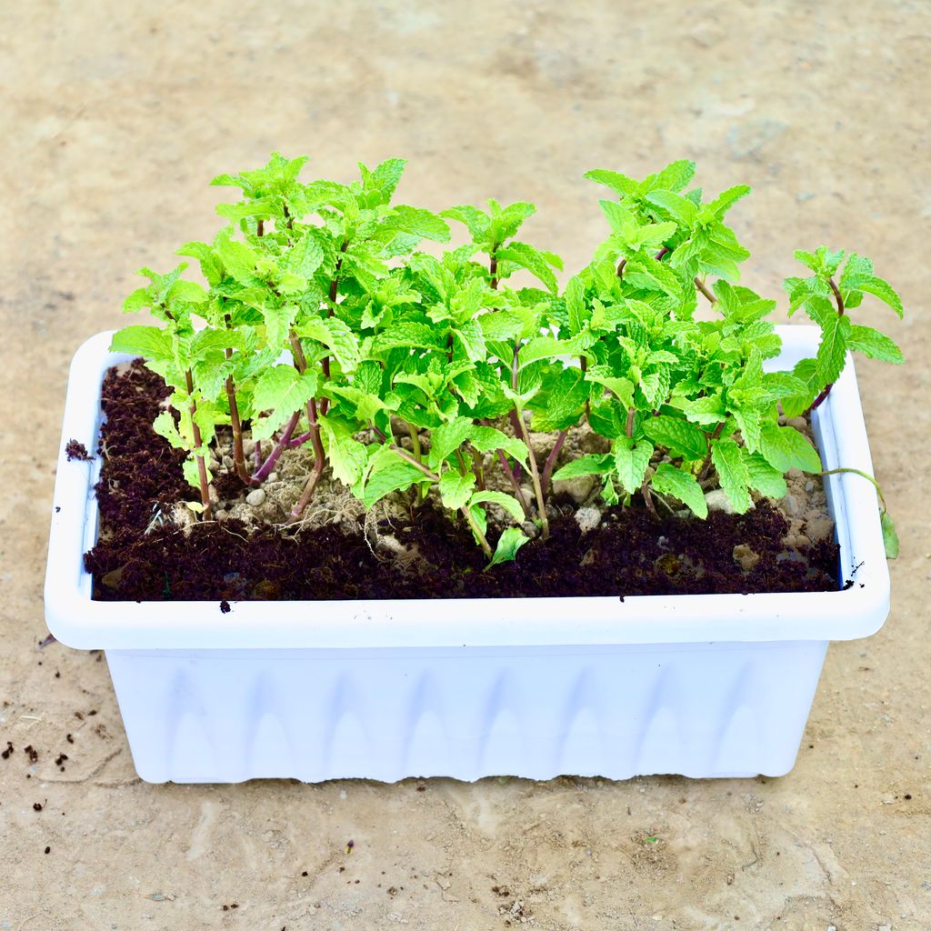 Buy Pudina / Mint in 14 Inch White Premium Supreme Window Plastic Planter Online | Urvann.com Pudina / Mint in 14 Inch White Premium Supreme Window Plastic Planter