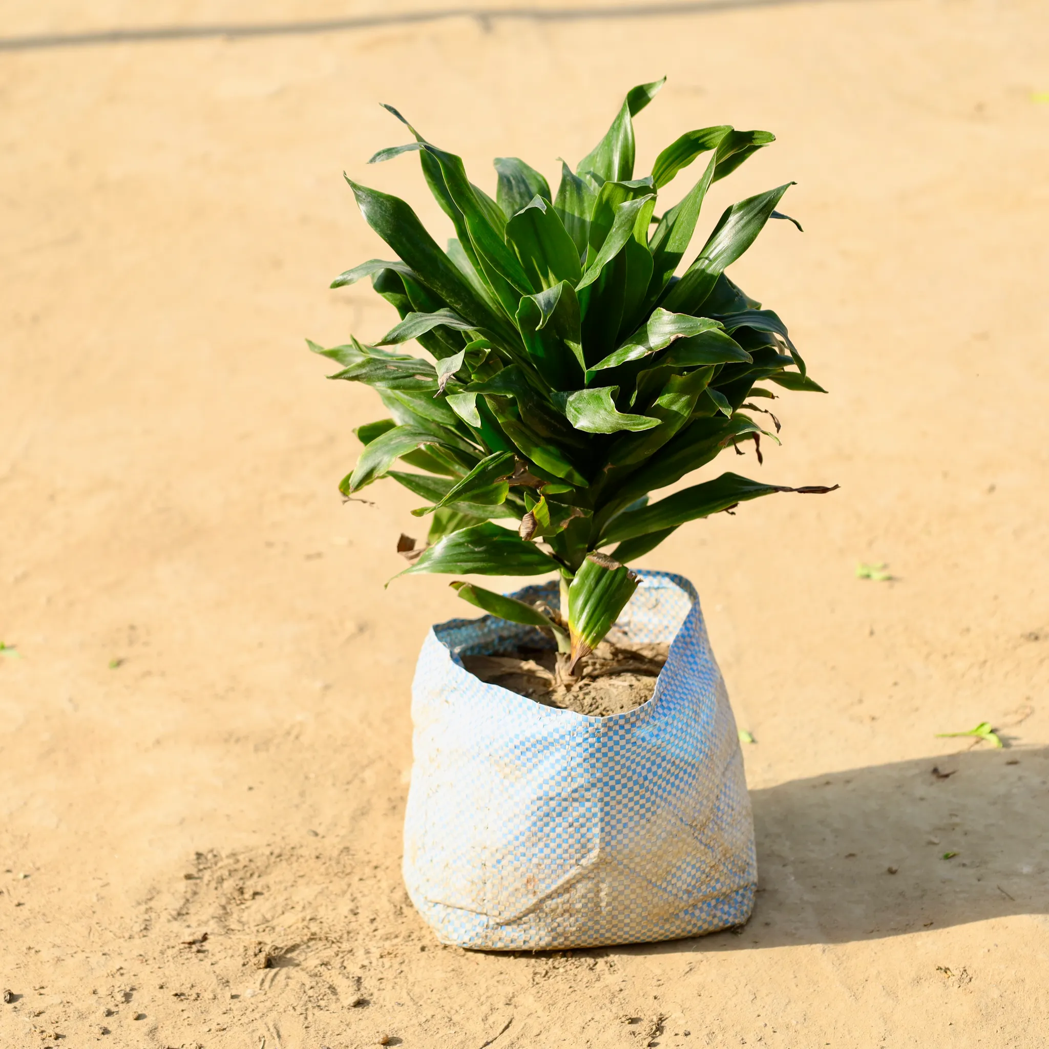 Dracaena Compacta in 6 Inch Nursery Bag