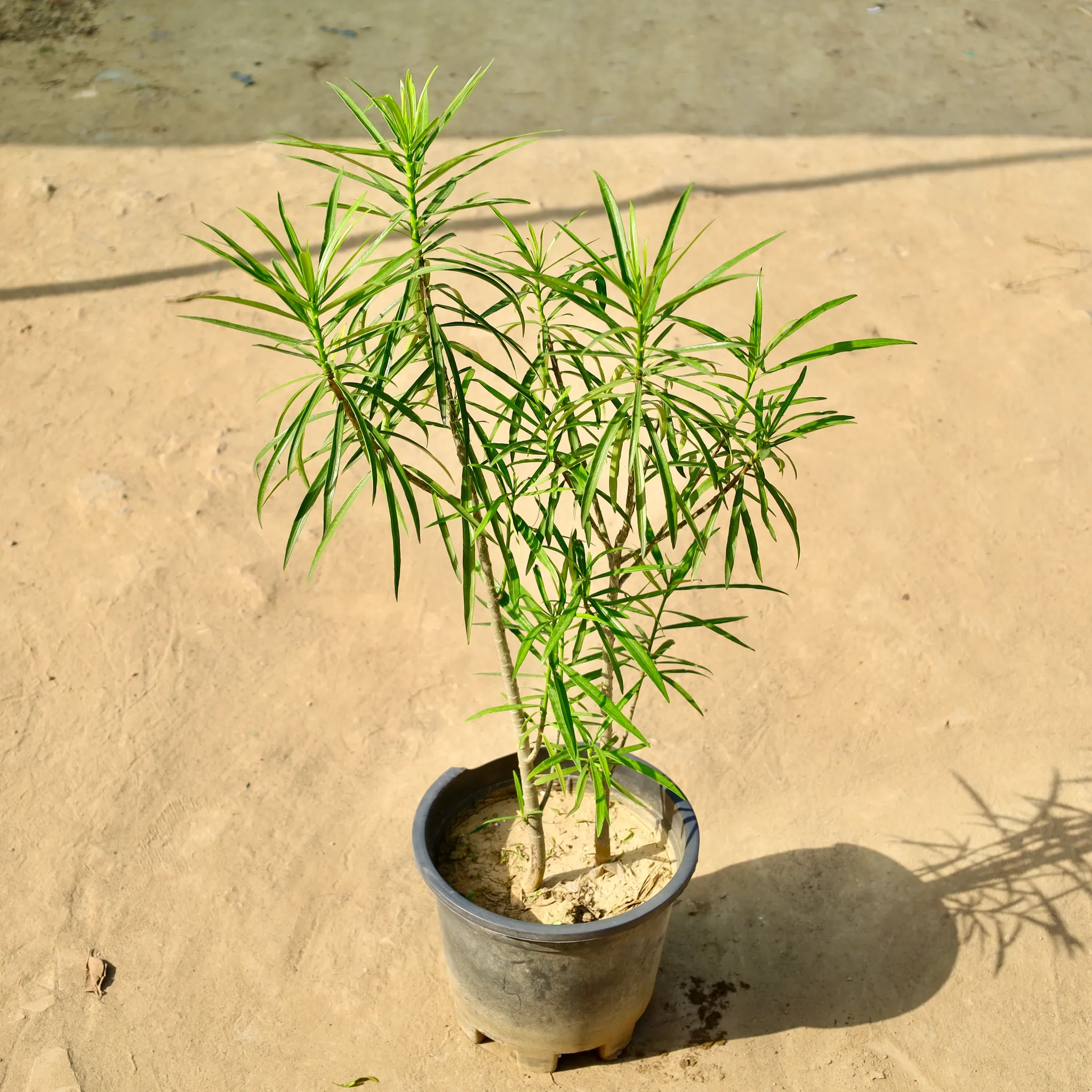 Kaner / Oleander (Any Colour) in 10 Inch Nursery Pot