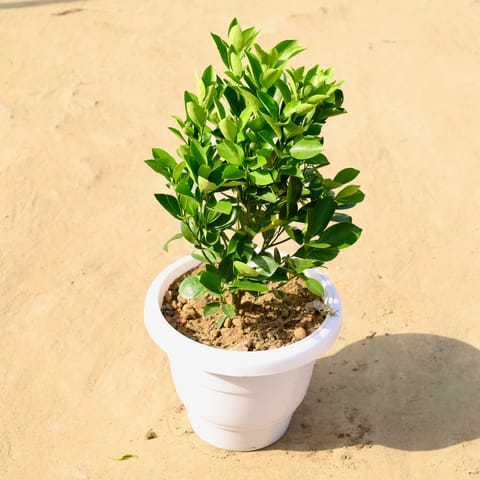 China Orange in 8 Inch White Classy Plastic Pot