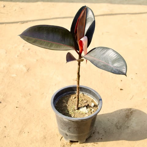 Rubber Plant Black in 10 Inch Nursery Pot