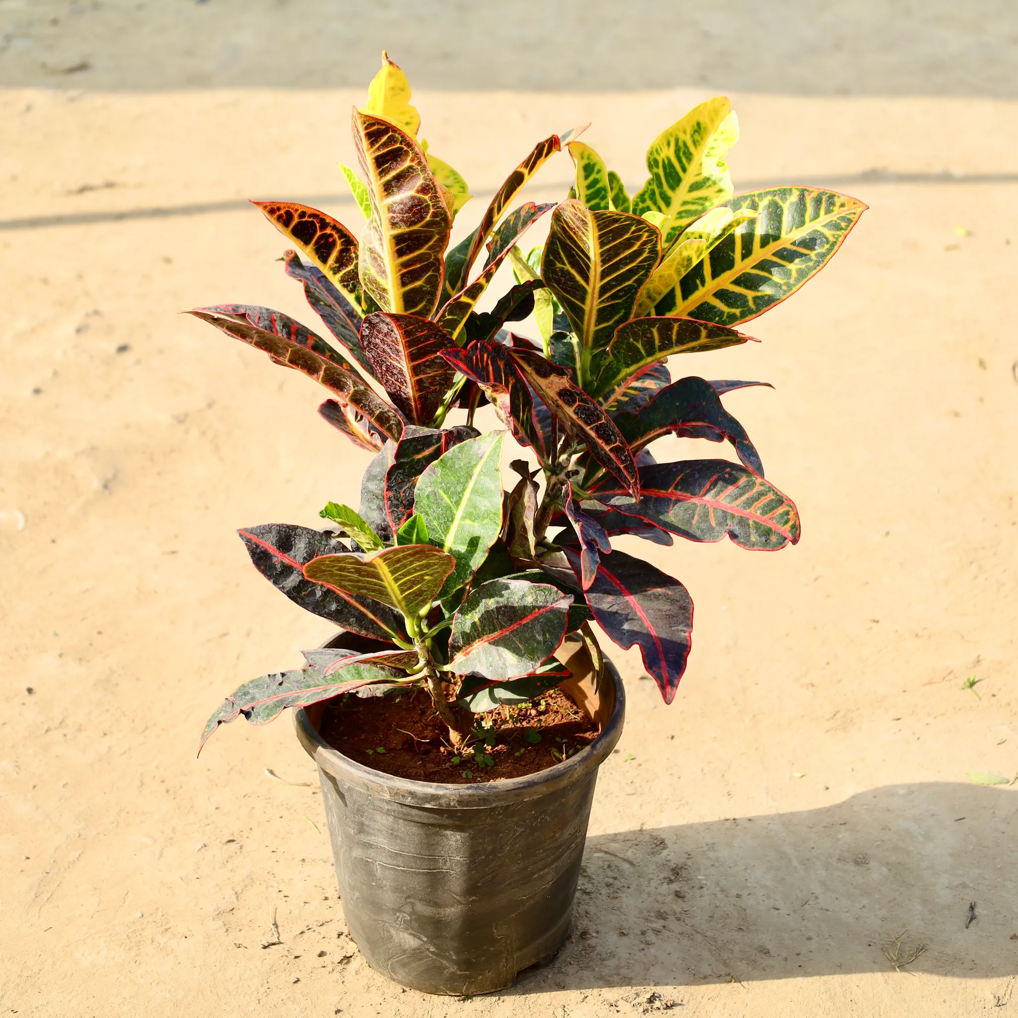 Croton Petra in 8 Inch Nursery Pot
