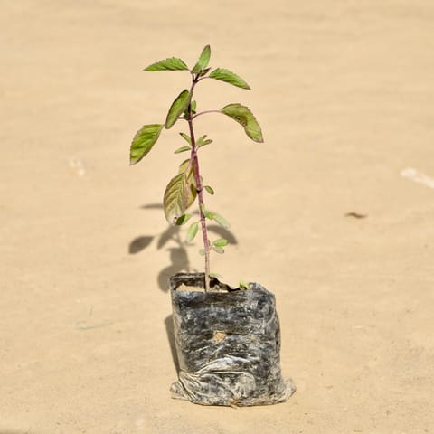 Shyama Tulsi in 3 Inch Nursery Bag
