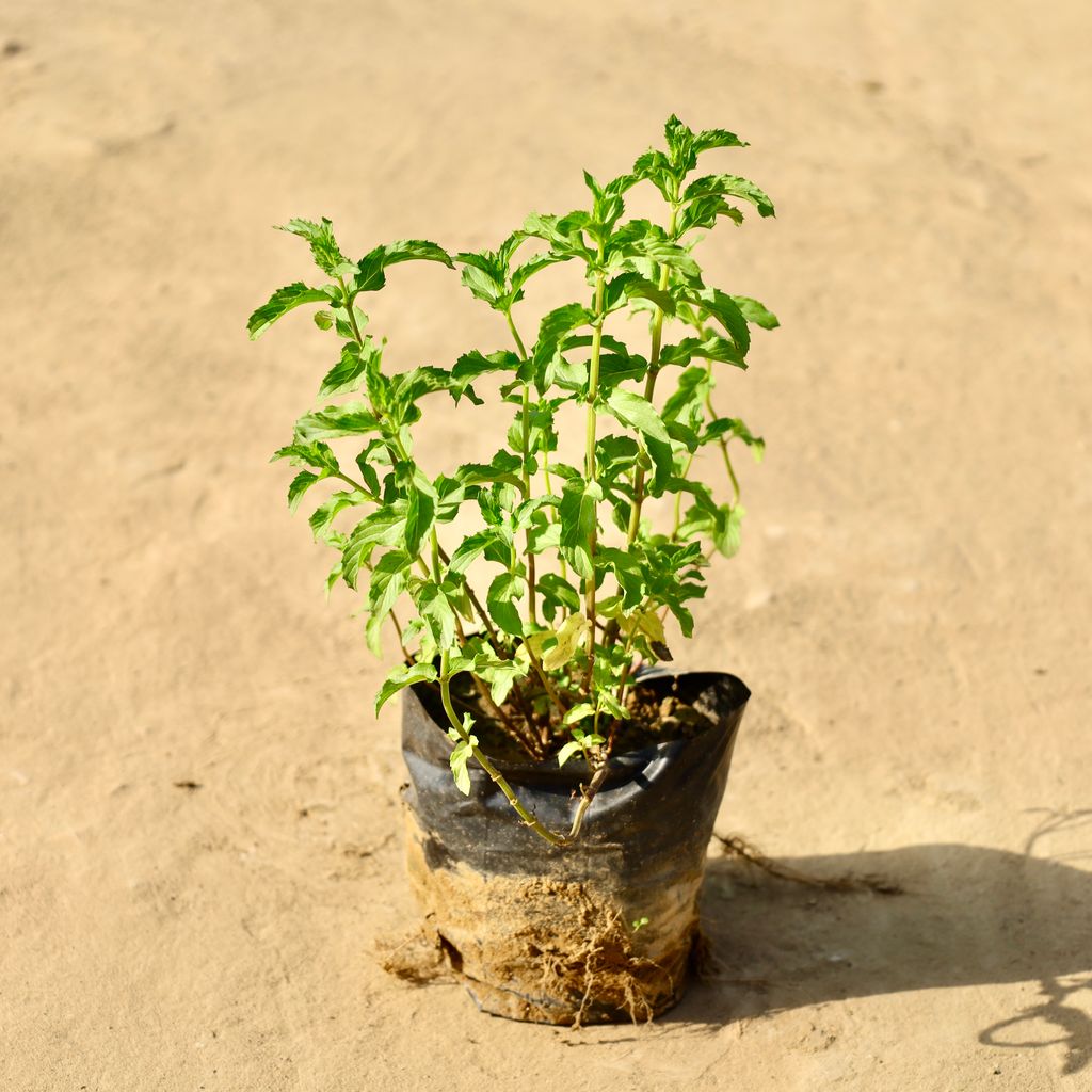 Buy Pudina / Mint in 4 Inch Nursery Bag Online | Urvann.com Pudina / Mint in 4 Inch Nursery Bag