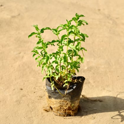 Buy Pudina / Mint in 4 Inch Nursery Bag Online | Urvann.com