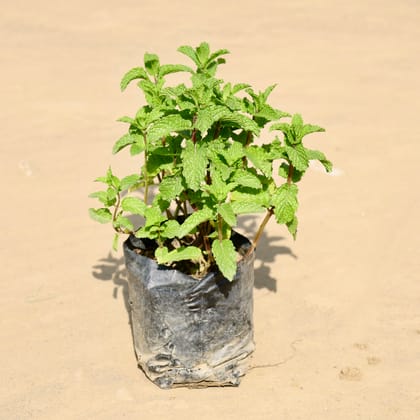 Buy Pudina / Mint in 4 Inch Nursery Bag Online | Urvann.com