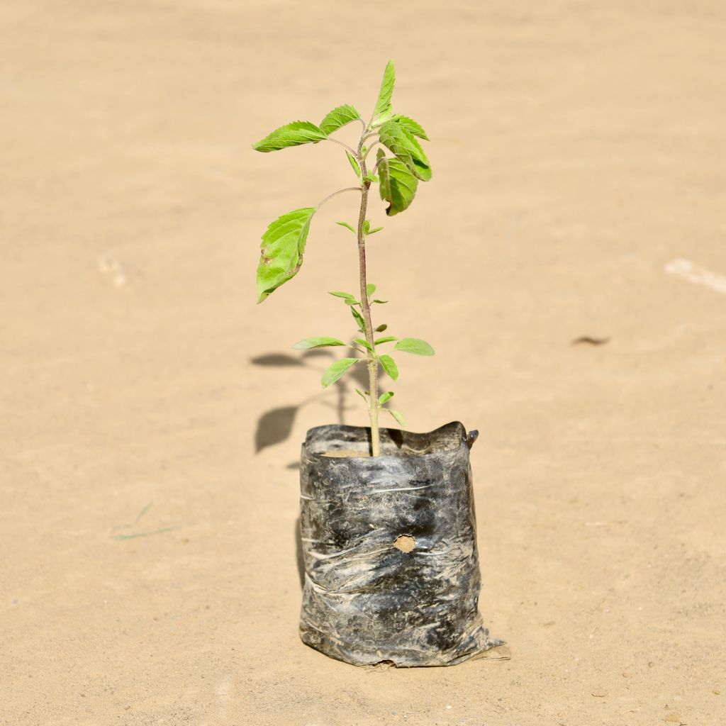 Rama Tulsi in 3 Inch Nursery Bag