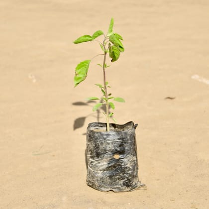 Buy Rama Tulsi in 3 Inch Nursery Bag Online | Urvann.com