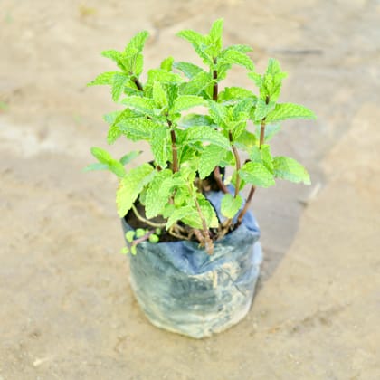 Buy Pudina / Mint in 4 Inch Nursery Bag Online | Urvann.com