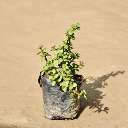 Buy Jade in 4 Inch Nursery Bag Online | Urvann.com