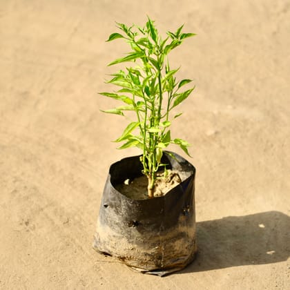 Buy Green Chilli Plant in 4 Inch Nursery Bag Online | Urvann.com