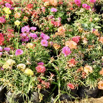 Buy Portulaca Moss Rose (Any Colour) in 4 Inch Nursery Bag Online | Urvann.com