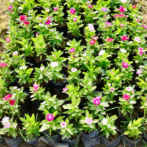 Periwinkle / Sadabahar / Vinca (Any Colour) in 4 Inch Nursery Bag