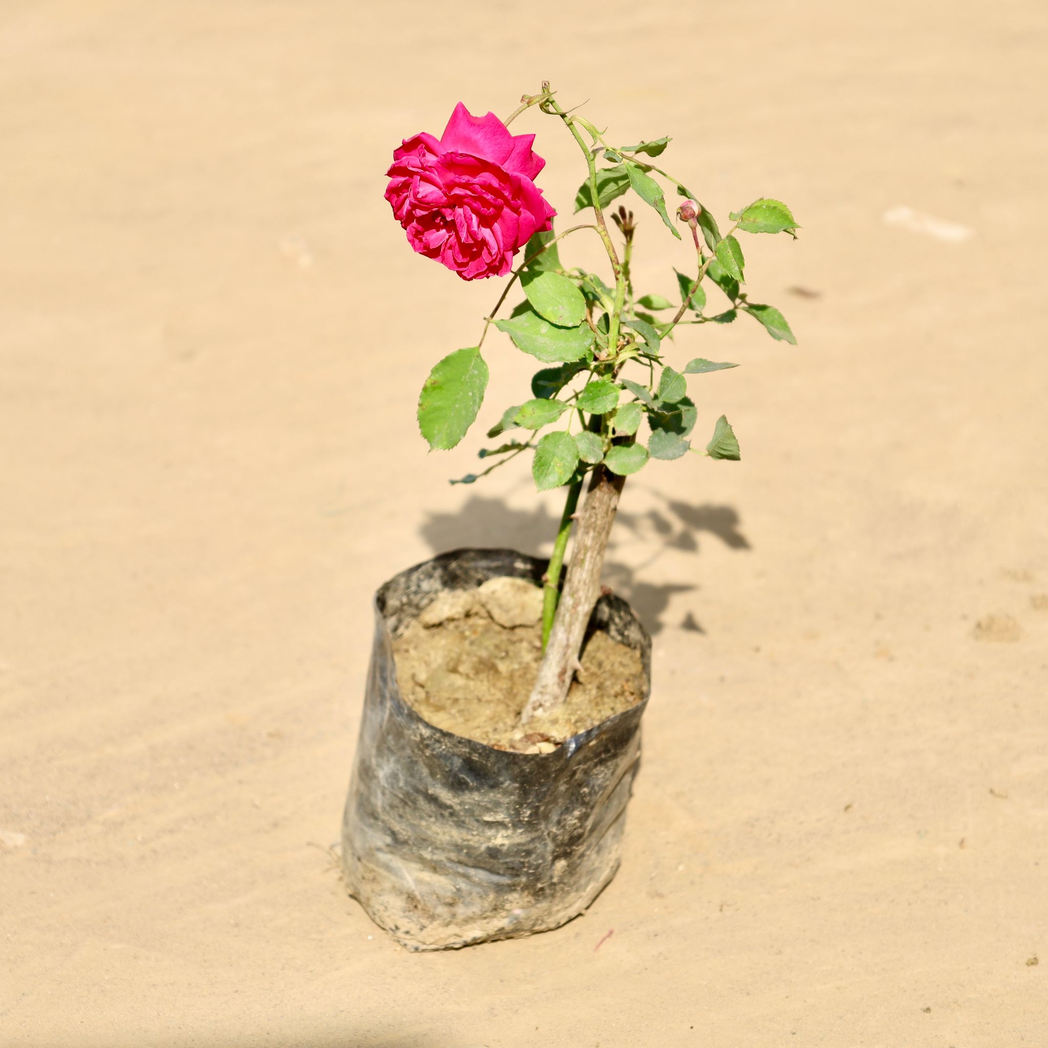 Desi Rose Red in 4 Inch Nursery Bag