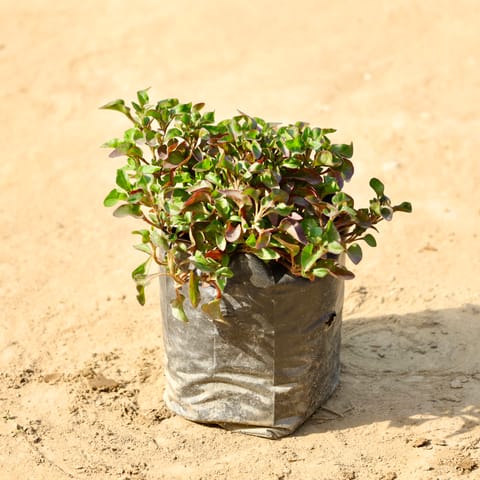 Lenthra green in 4 Inch Nursery Bag