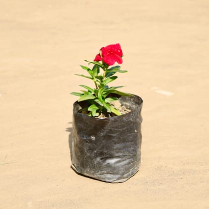 Buy Periwinkle / Vinca / Sadabahar (Any Colour) in 4 Inch Nursery Bag Online | Urvann.com