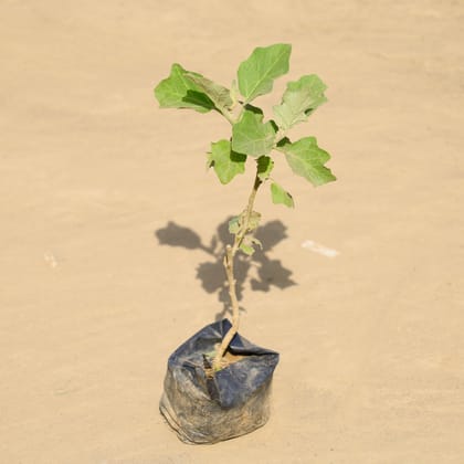 Buy Brinjal / Baigan in 4 Inch Nursery Bag Online | Urvann.com