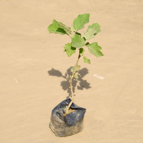 Brinjal / Baigan in 4 Inch Nursery Bag
