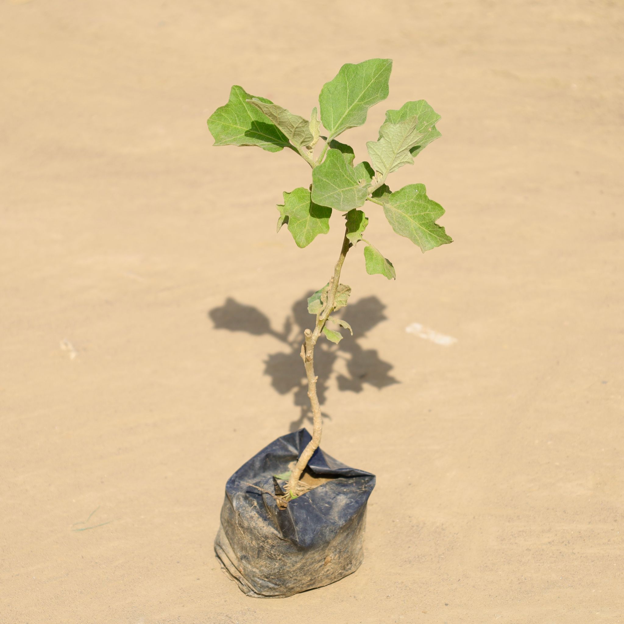 Brinjal / Baigan in 4 Inch Nursery Bag