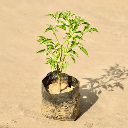 Buy Green Chilli Plant in 4 Inch Nursery Bag Online | Urvann.com
