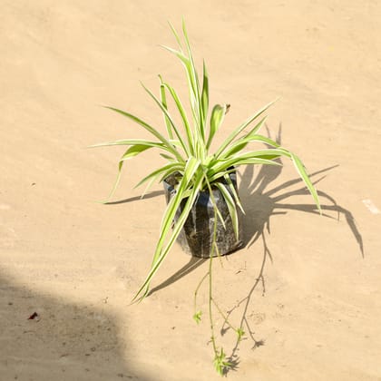 Buy Spider in 4 Inch Nursery Bag Online | Urvann.com
