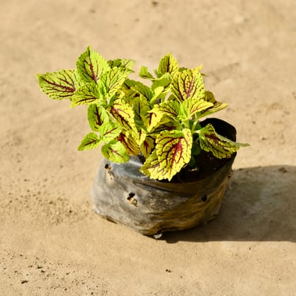 Buy Coleus (Any Colour) in 4 Inch Nursery Bag Online | Urvann.com