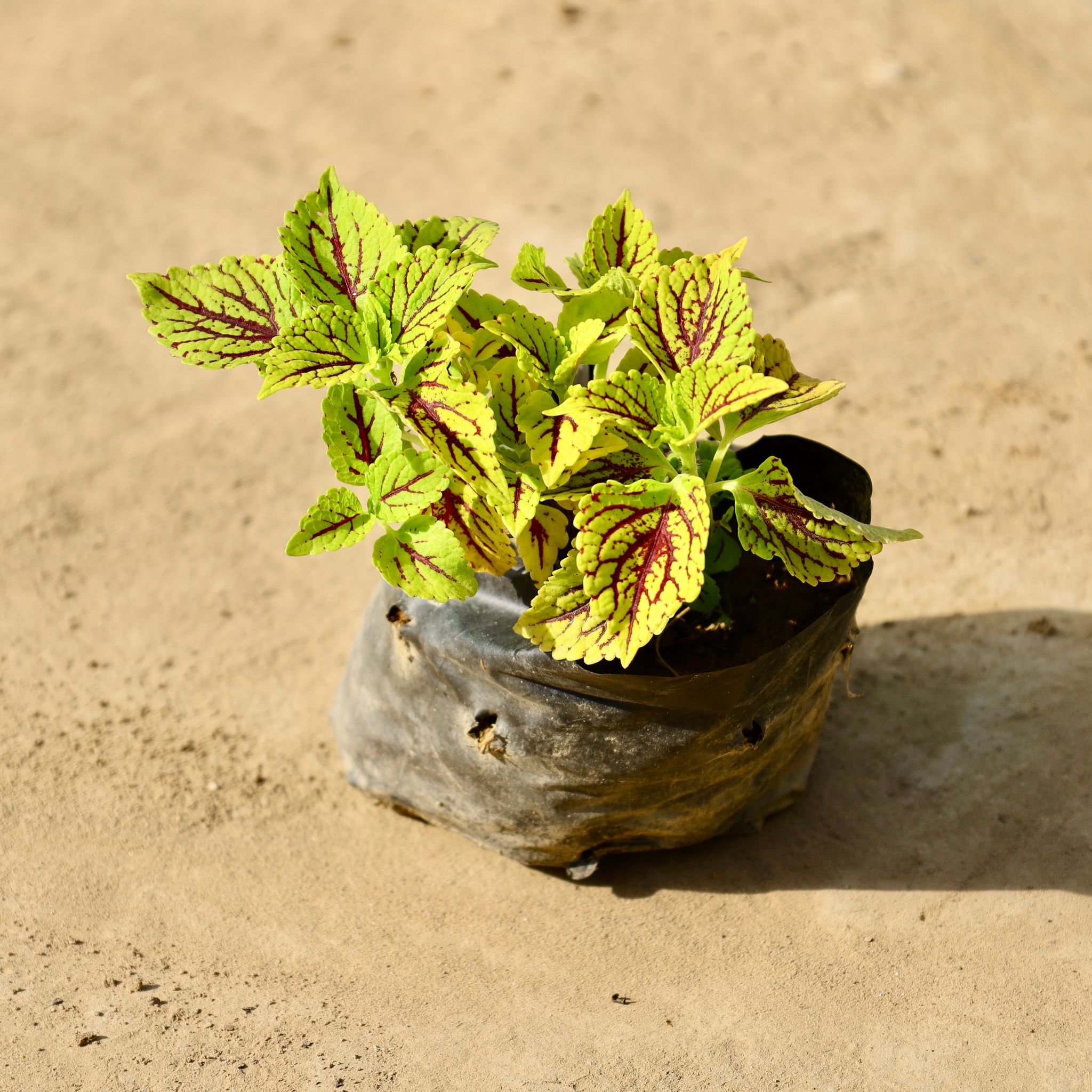 Coleus (Any Colour) in 4 Inch Nursery Bag