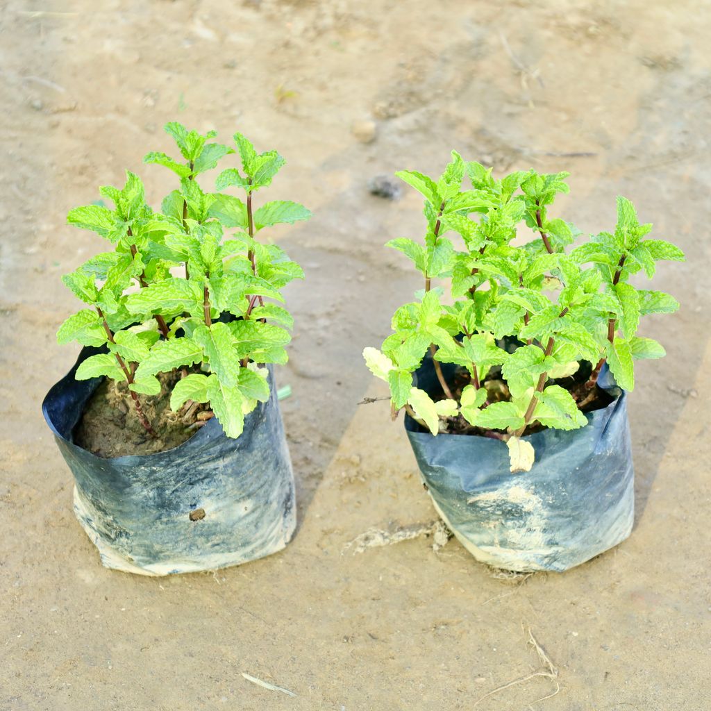 Buy Set of 2 - Mint / Pudina in 4 Inch Nursery Bag Online | Urvann.com Set of 2 - Mint / Pudina in 4 Inch Nursery Bag