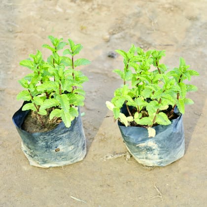 Buy Set of 2 - Mint / Pudina in 4 Inch Nursery Bag Online | Urvann.com