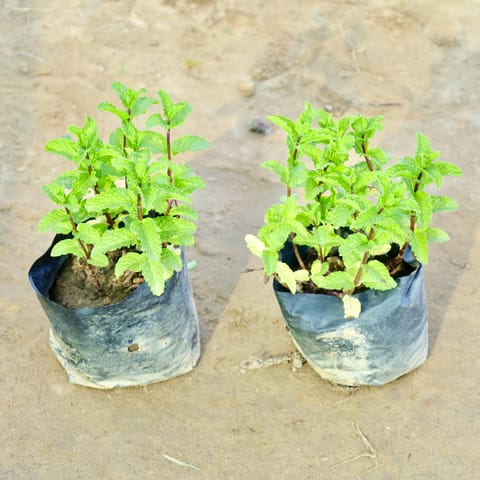Set of 2 - Mint / Pudina in 4 Inch Nursery Bag