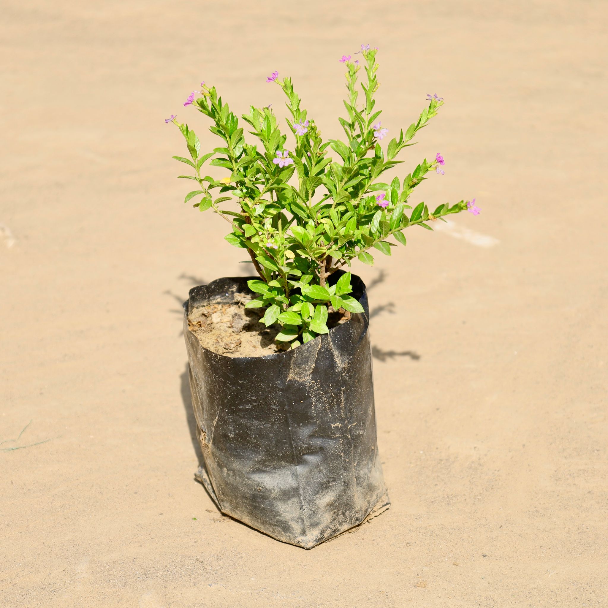 Cuphea / False Heather ( Any Colour) in 4 Inch Nursery Bag