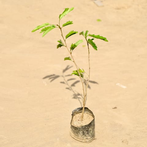 Amla Plant in 4 Inch Nursery Bag