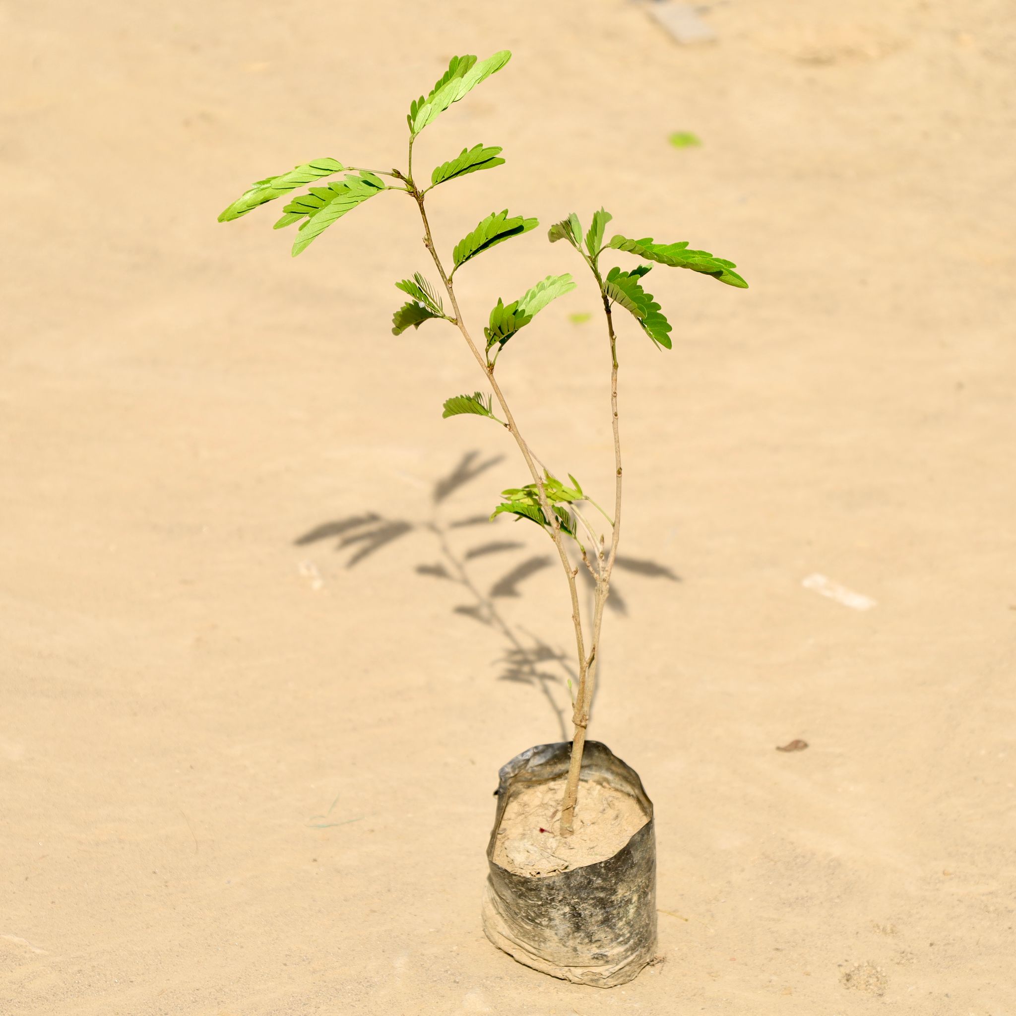 Amla Plant in 4 Inch Nursery Bag