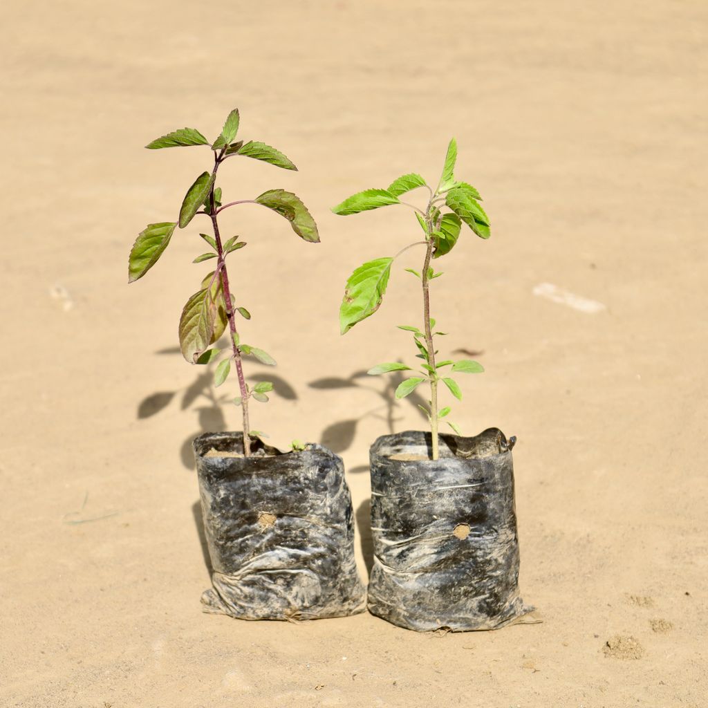 Buy Set of 2 - Rama Tulsi & Shyama Tulsi in 3 Inch Nursery Bag Online | Urvann.com Set of 2 - Rama Tulsi & Shyama Tulsi in 3 Inch Nursery Bag