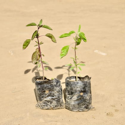 Buy Set of 2 - Rama Tulsi & Shyama Tulsi in 3 Inch Nursery Bag Online | Urvann.com