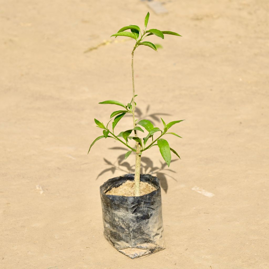 Buy Raat Ki Rani / Night Blooming Jasmine in 4 Inch Nursery Bag Online | Urvann.com Raat Ki Rani / Night Blooming Jasmine in 4 Inch Nursery Bag