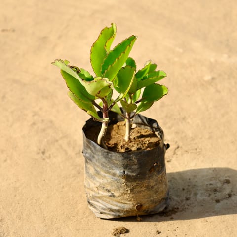 Pattharchata / Kalanchoe Pinnata in 4 Inch Nursery Bag