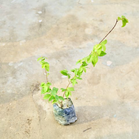 Madhu Malti / Rangoon Creeper (Any Colour) in 4 Inch Nursery Bag