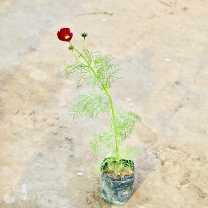 Buy Cosmos (Any Colour) in 4 Inch Nursery Bag Online | Urvann.com