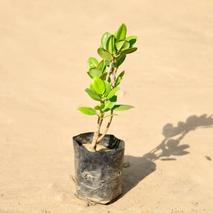 Buy Ficus Microcarpa in 4 Inch Nursery Bag Online | Urvann.com