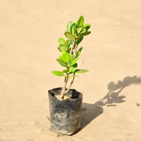 Ficus Microcarpa in 4 Inch Nursery Bag