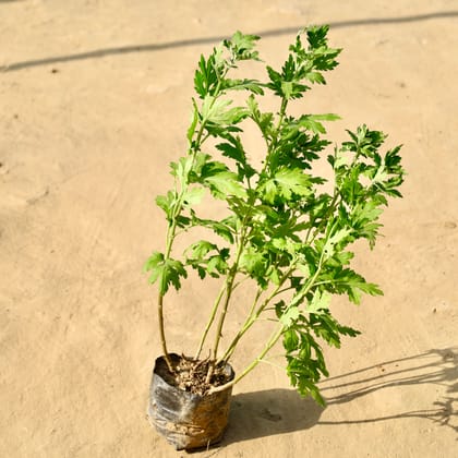 Buy Chrysanthemum / Guldawari / Guldaudi (Any Colour) in 4 Inch Nursery Bag Online | Urvann.com