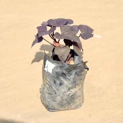 Buy Sweet Potato / Ipomoea in 4 Inch Nursery Bag Online | Urvann.com
