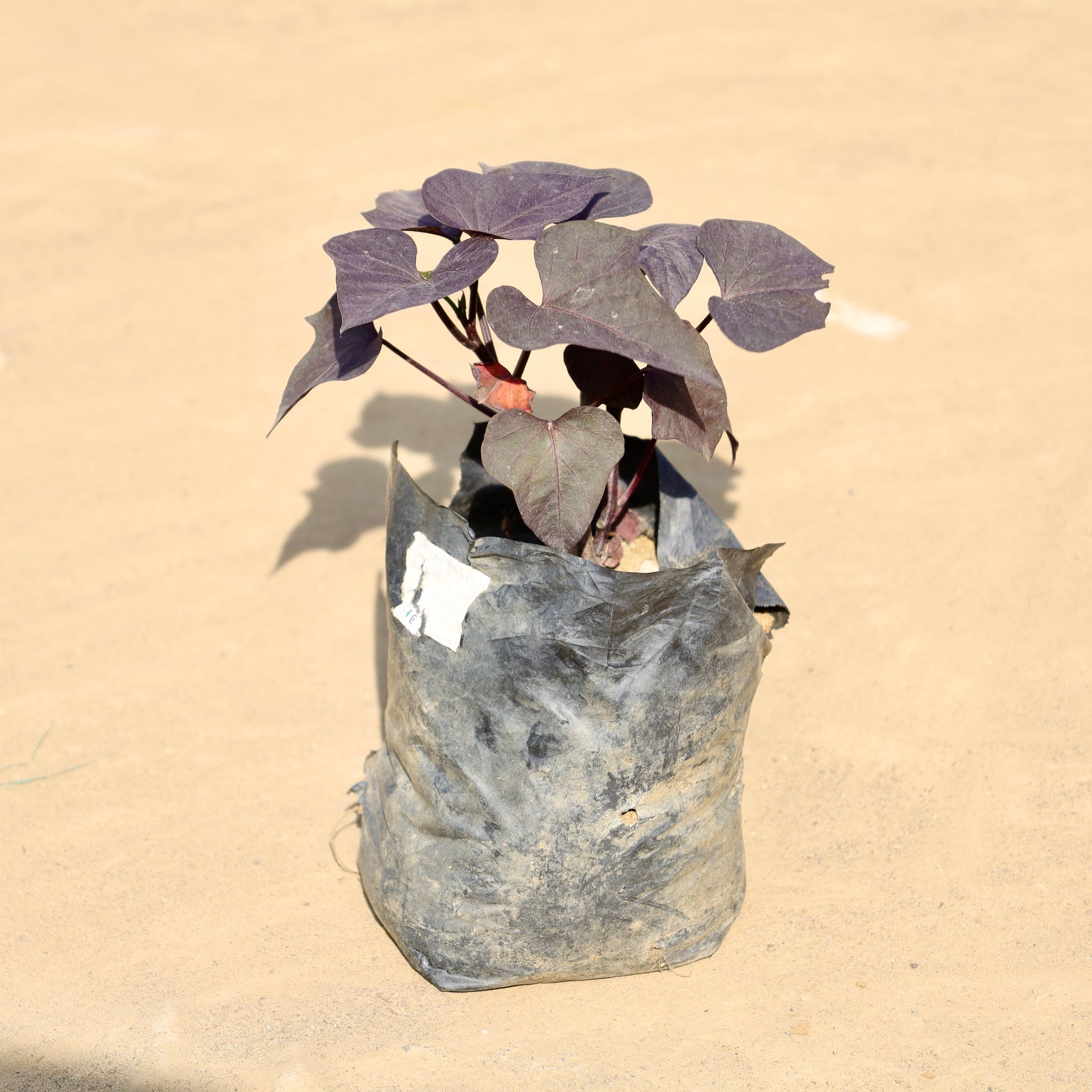 Sweet Potato / Ipomoea in 4 Inch Nursery Bag