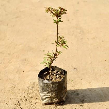 Buy Hamelia / Firebush (Any Colour) in 4 Inch Nursery Bag Online | Urvann.com