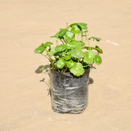 Buy Brahmi Dollar / Pennywort / Coin Plant in 4 Inch Nursery Bag Online | Urvann.com