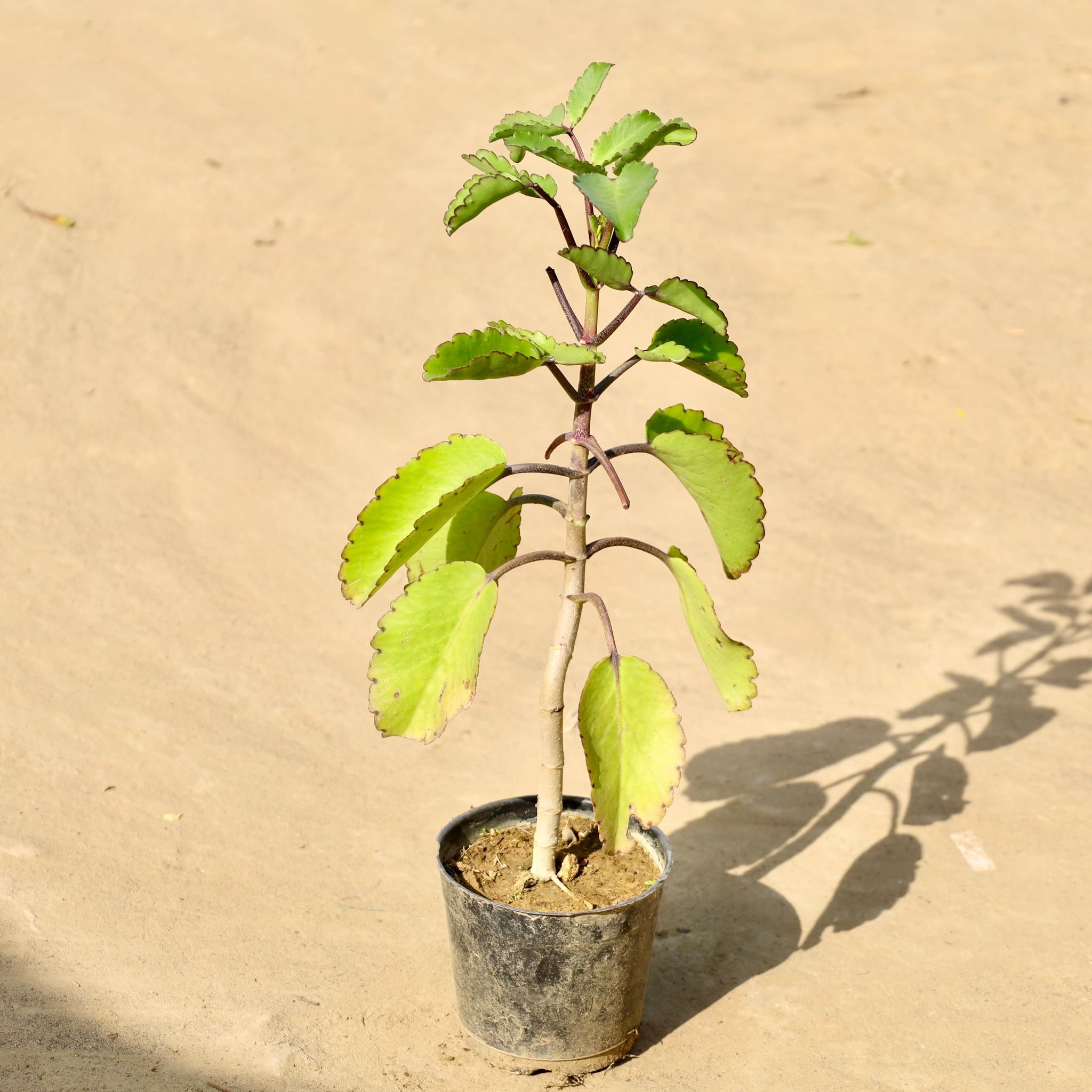 Pattharchata / Kalanchoe Pinnata in 4 Inch Nursery Pot